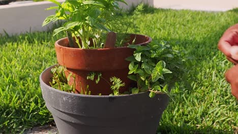 Pruning-fresh-mint-out-of-the-pot