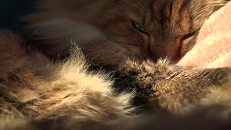 a beautiful maine coon cat looks up from sleep 4