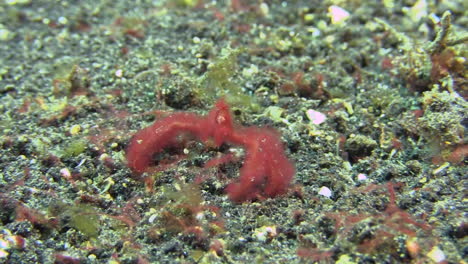 orangutan crab walking over sandy bottom during day, medium shot