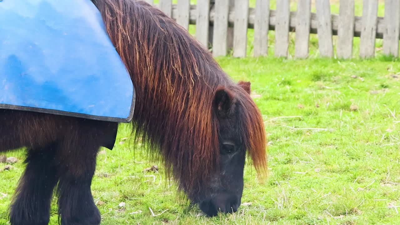 A miniature horse wearing a blue blanket grazes peacefully on green grass near a wooden fence.
