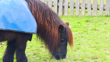 a miniature horse wearing a blue blanket grazes peacefully on green grass near a wooden fence.
