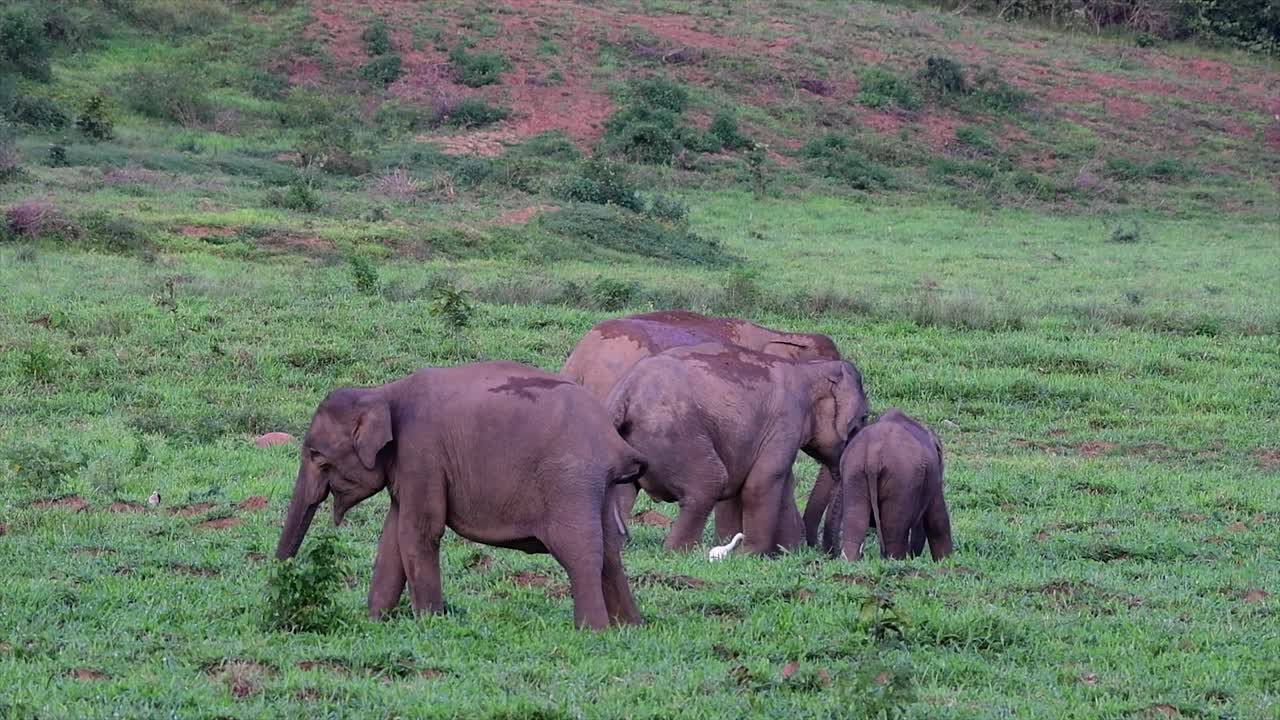 los elefantes asiáticos son especies en peligro de extinción y también son residentes de tailandia