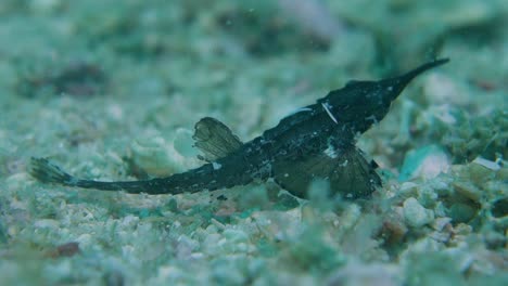 Armored-Juvenile-Slender-Seamoth-Pegasus-Volitans-with-Long-Narrow-Nose-Snout