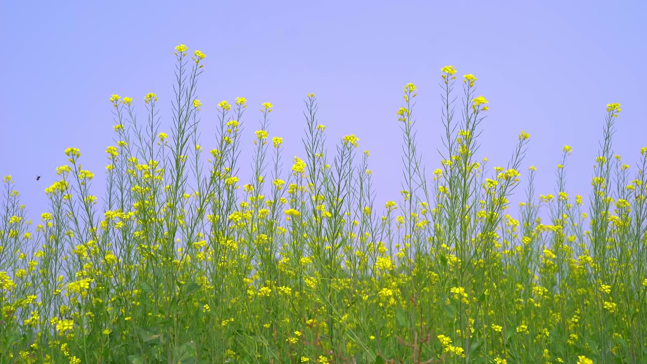 벌들이 광활한 겨자밭의 꽃에서 꿀을 모으고 있다