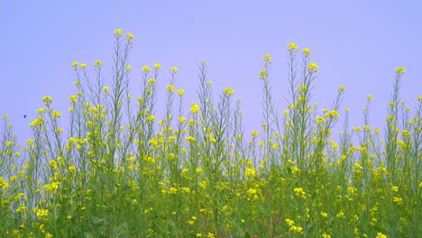 Bees-are-gathering-honey-from-flowers-in-vast-mustard-fields