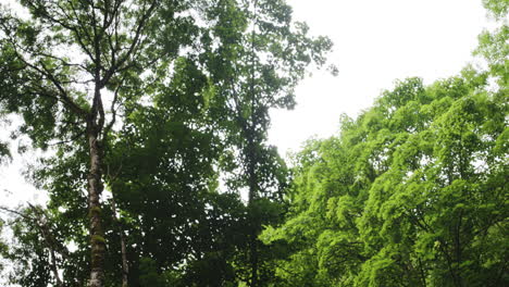 Leafy treetops and cloudy sky above steep rock cliff in dark forest