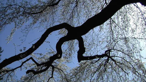 Der-Große-Zweig-Eines-Mit-Blüten-Beladenen-Weinkirschbaums-Wird-Von-Sonnenschein-Und-Blauem-Himmel-Hinterleuchtet