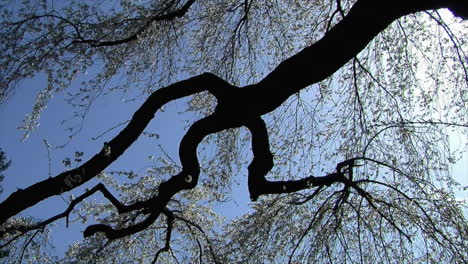 large branch of a weeping cherry tree laden with blossoms is backlit by sunshine and blue sky