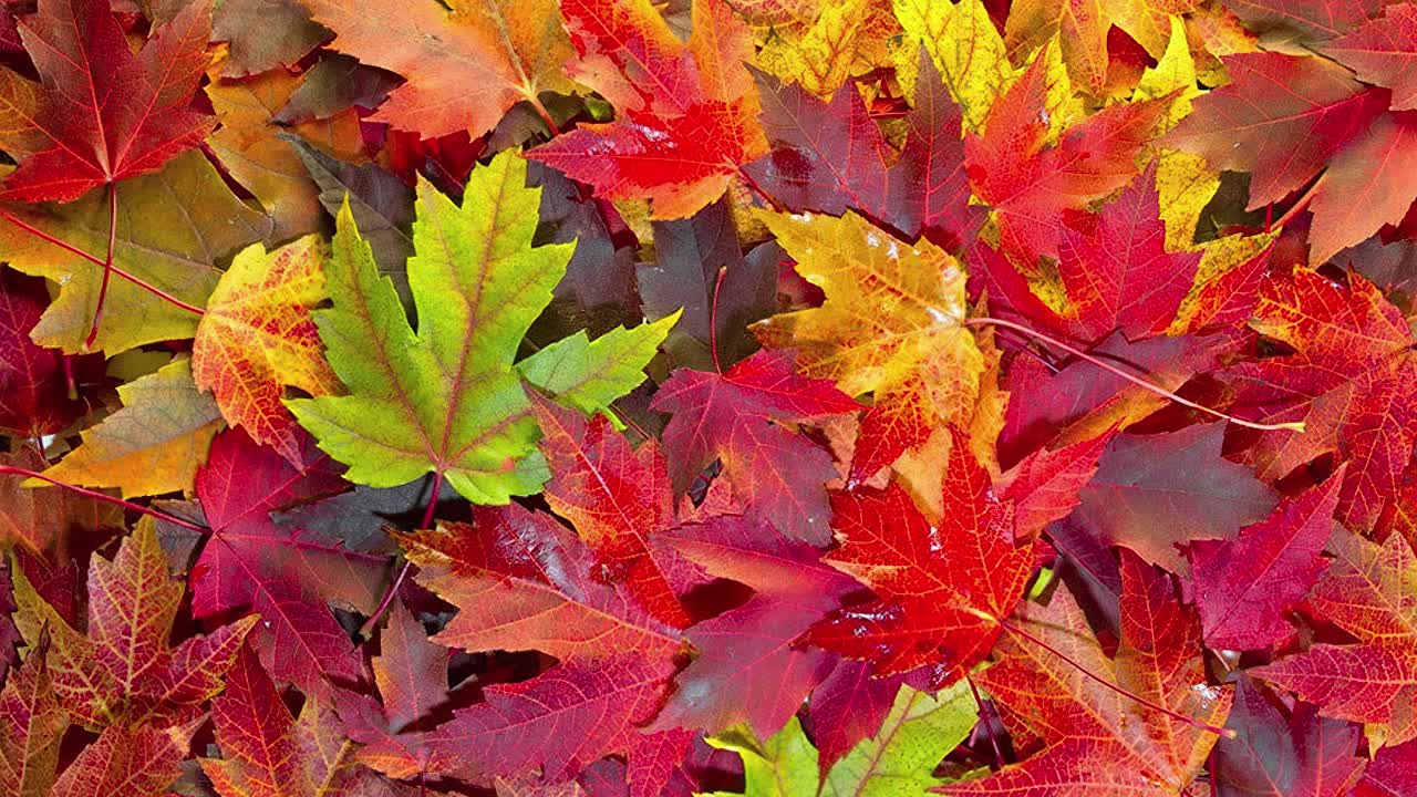 Foglie autunnali come sfondo. Tema autunnale