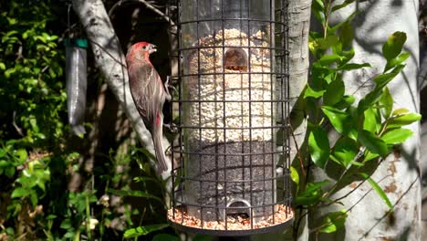 finches and sparrows eat from a backyard feeder