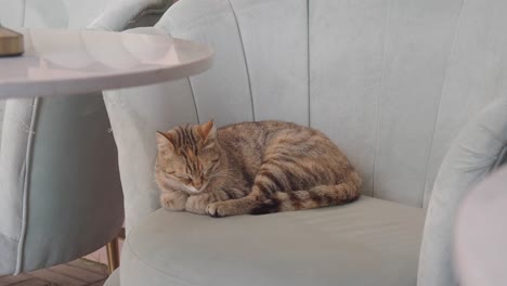 a cute cat sleeping peacefully on a chair