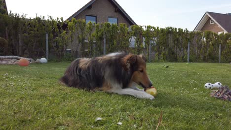 a tall sheltie called shana is eating an apple while lying on the grass