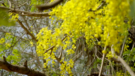 La-Lluvia-Dorada-Flor-Laburnum-Indio-Planta-Kanikonna-