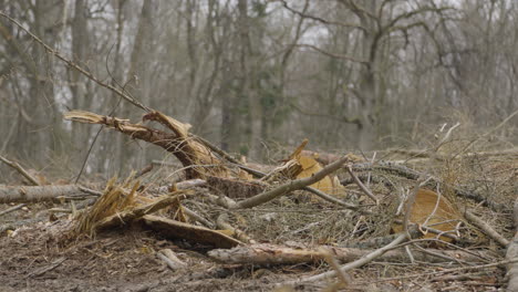 dolly shot across broken tree branches laying on woodland forest ground, cracked and destroyed lumber