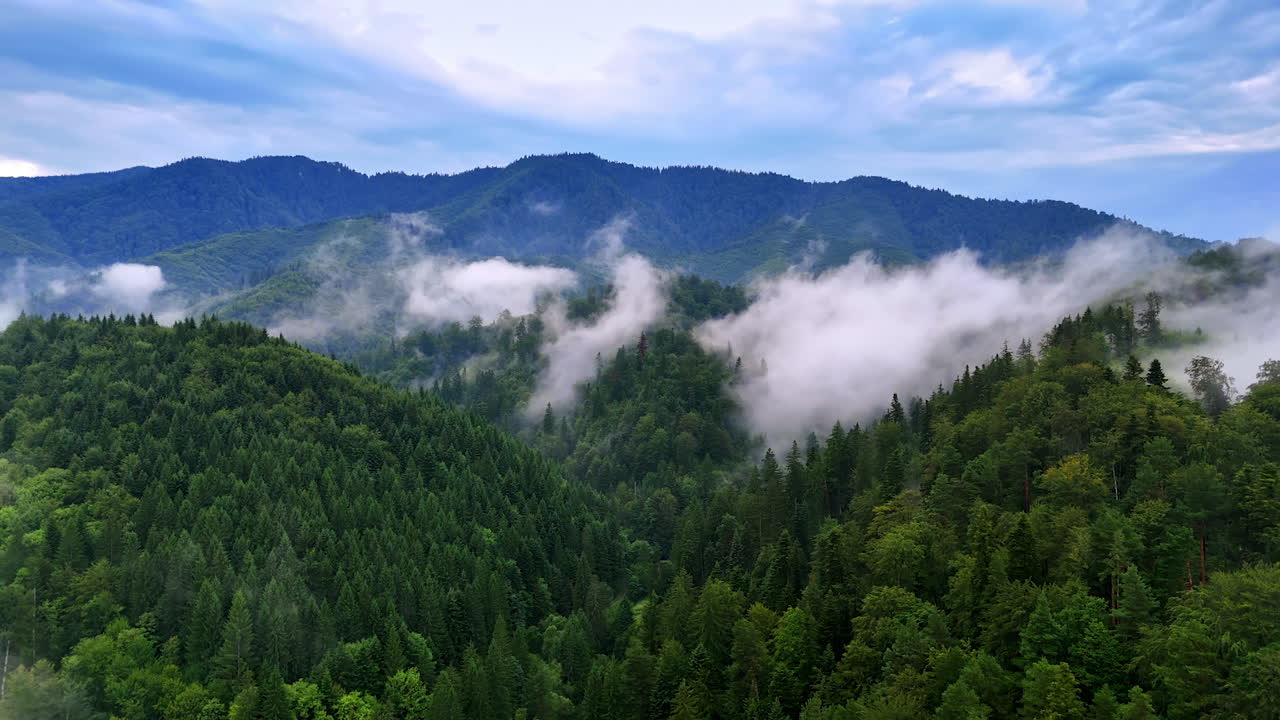 Fog rising among the woods covering the mountains. Drone footage above the beautiful evergreen forests growing in the Carpathian Mountains, Romania