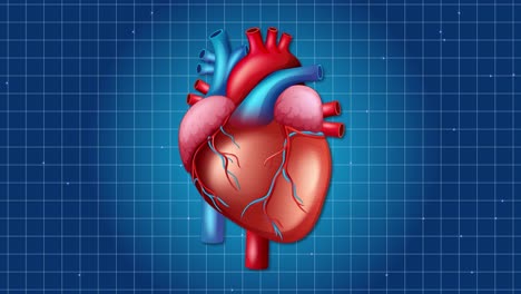 animated heart beats rhythmically against a blue grid, highlighting cardiovascular motion and anatomical detail