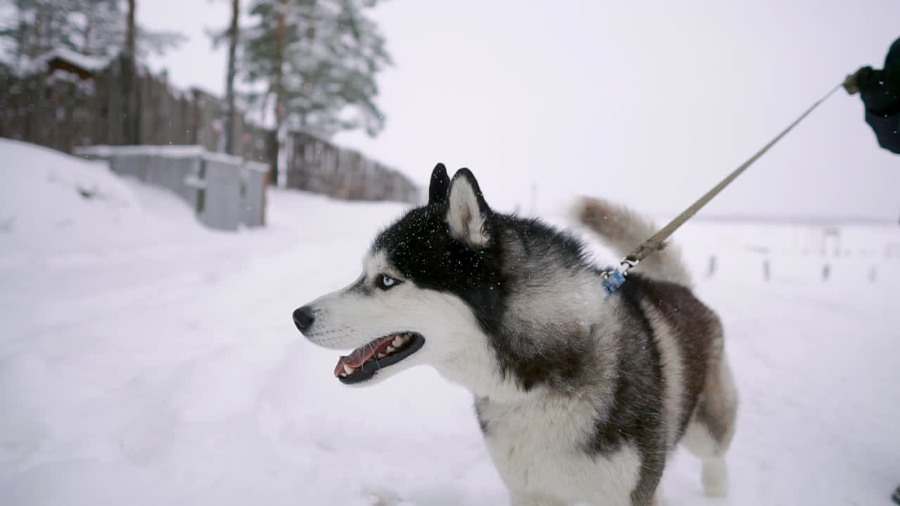 Woman and man play with dog in snow.
