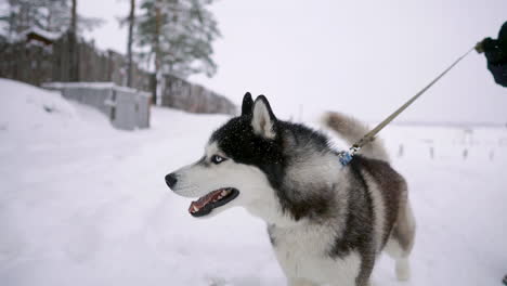 Frau-Und-Mann-Spielen-Mit-Hund-Im-Schnee.