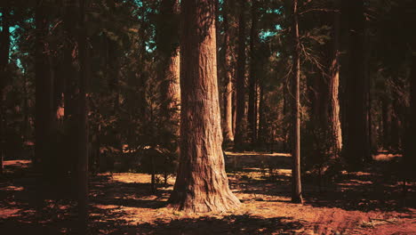 Early-morning-sunlight-in-the-Sequoias-of-Mariposa-Grove