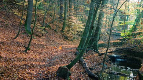 Camino-Forestal-Junto-A-Un-Pequeño-Arroyo-En-Medio-Del-Bosque-Otoñal-Marrón-Anaranjado-Lleno-De-Luz-Solar-Cálida-Y-Brillante