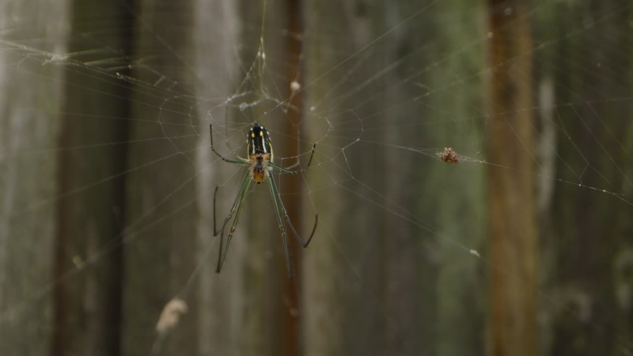 Macrofotografía en primer plano de una araña banana sobre su tela. Vista detallada de la araña y la compleja estructura de la tela, ideal para contenido sobre fauna, ciencia y educación