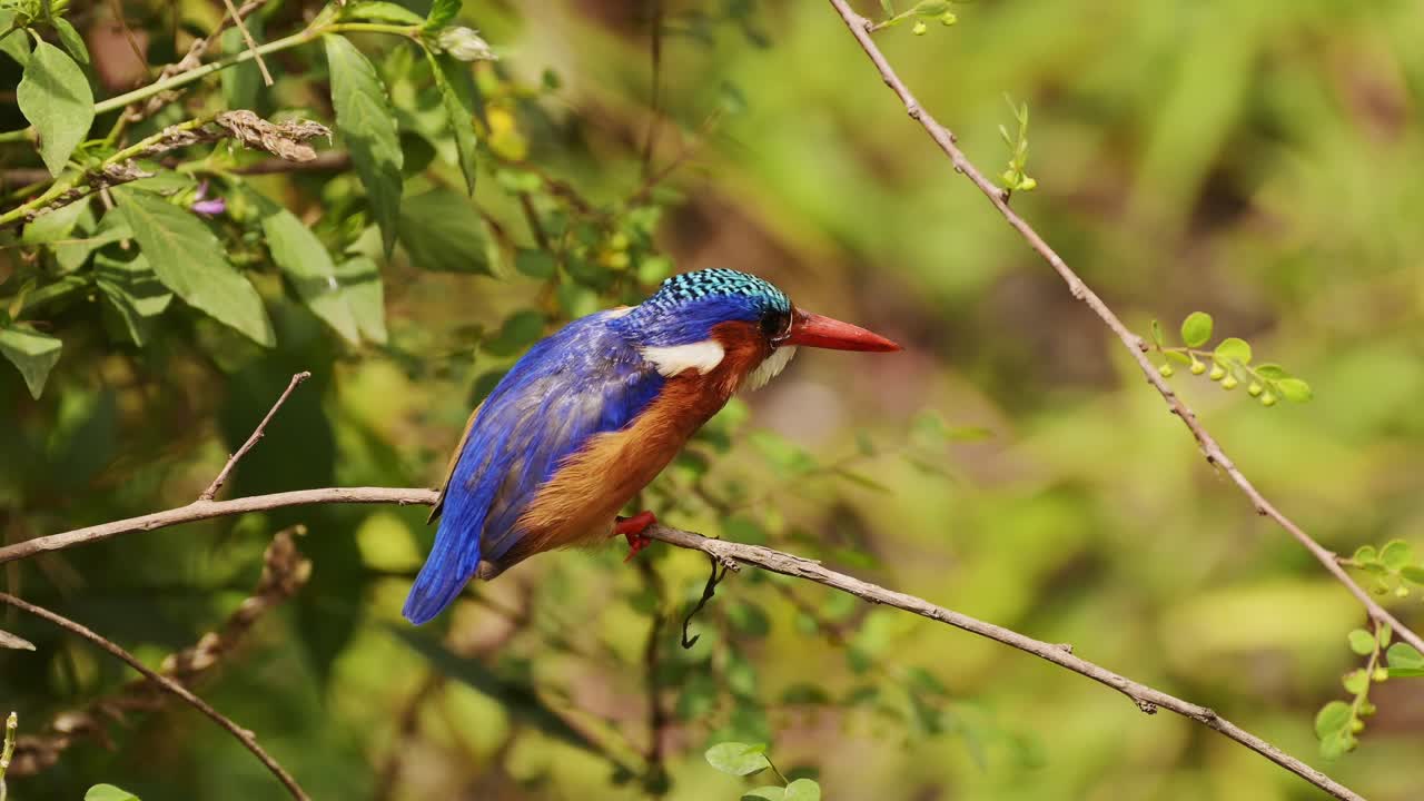 pájaro pescador de malaquita, hermosas aves africanas de colores brillantes posadas en una rama en áfrica, volando en vuelo despegando posadas en una rama en un safari de vida silvestre, aves de kenia