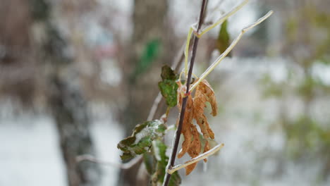 close-up of winter branches with a lingering frozen leaf, captured amidst a delicate frost, with a softly blurred snowy background features a moving car in the distant