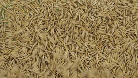 top view of falling down oat grains. the seeds fall and fill the green screen. grain background