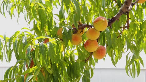 Pfirsichbaum-Mit-Früchten,-Die-Im-Garten-Wachsen