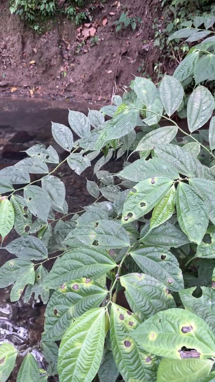 Folhas verdes debruçadas sobre um pequeno riacho na floresta