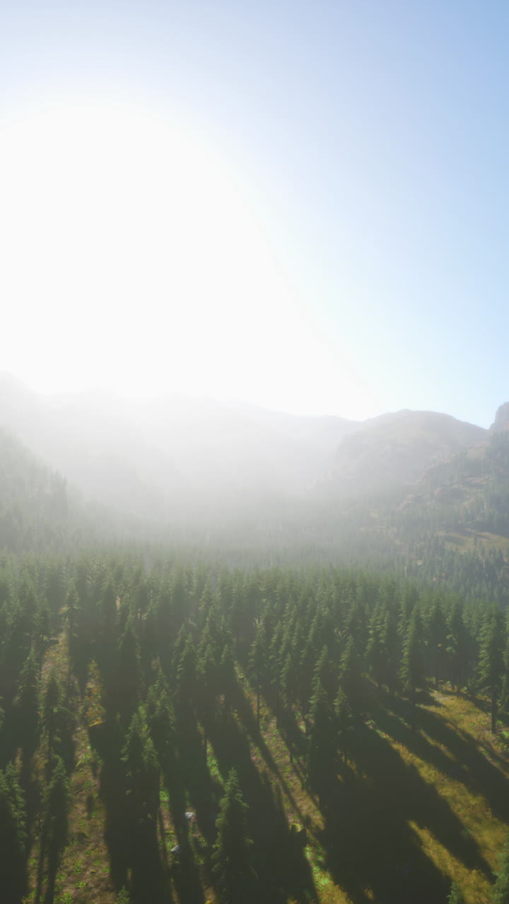 vista aérea de un bosque en un día de niebla