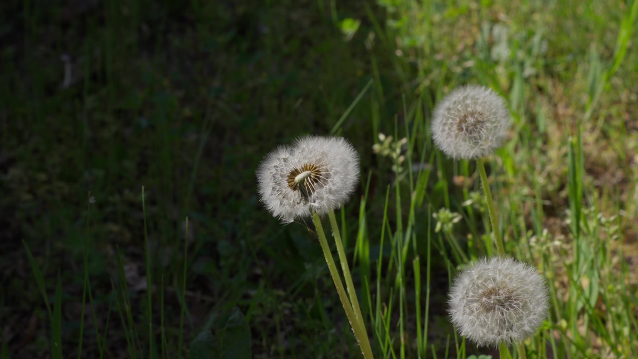 A bee collects nectar from dandelion puffballs in a sunlit meadow. Macro close-up shot highlights fine details, soft natural light, lush greenery.