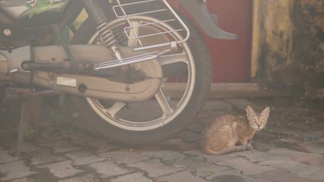 Slow-motion-of-a-young-striped-grey-cat-crouched-on-a-street,-looking-up,-next-to-a-motorcycle,-in-India