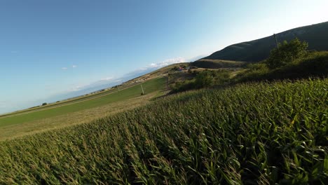 aerial fpv flight over rape field, romanian landscape of transylvania rural meadow