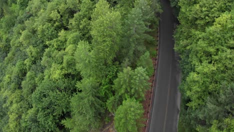 antena: estrecha carretera pavimentada en una rica ladera verde densamente arbolada