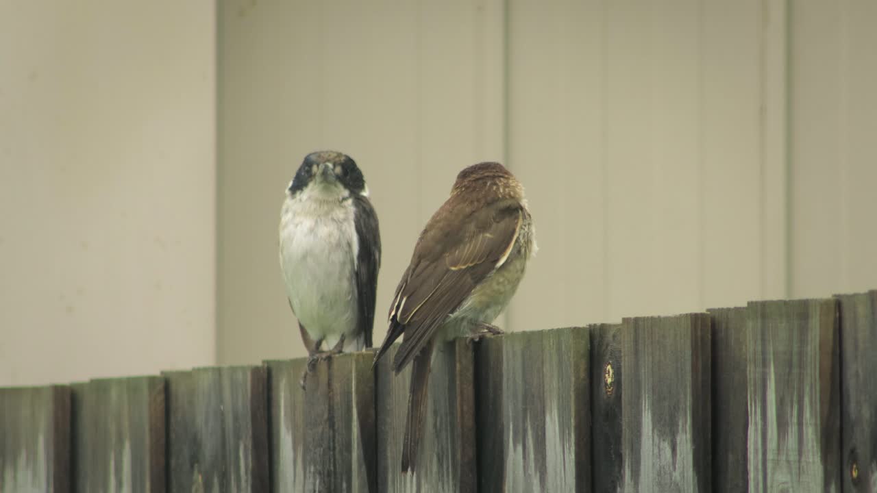 el carnicero y el carnicero juvenil se posan en la valla y luego vuelan bajo la lluvia australia gippsland victoria maffra