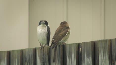 Würger-Und-Jungvogel-Würger-Thront-Auf-Zaun-Und-Fliegt-Dann-Davon,-Es-Regnet-Australien-Gippsland-Victoria-Maffra