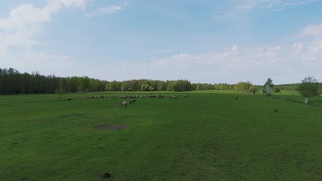 Wild-Horses-and-Auroxen-Cows-Running-in-the-Field-of-Pape-National-Park,-Latvia