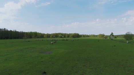 wild horses and auroxen cows running in the field of pape national park, latvia