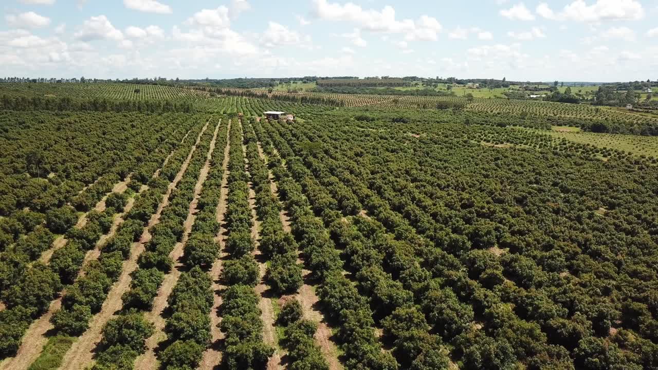 vista aérea de la plantación de tierras de cultivo, huerto de árboles en un día soleado