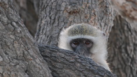 closeup portrait of a vervet monkey behind tree trunk barks