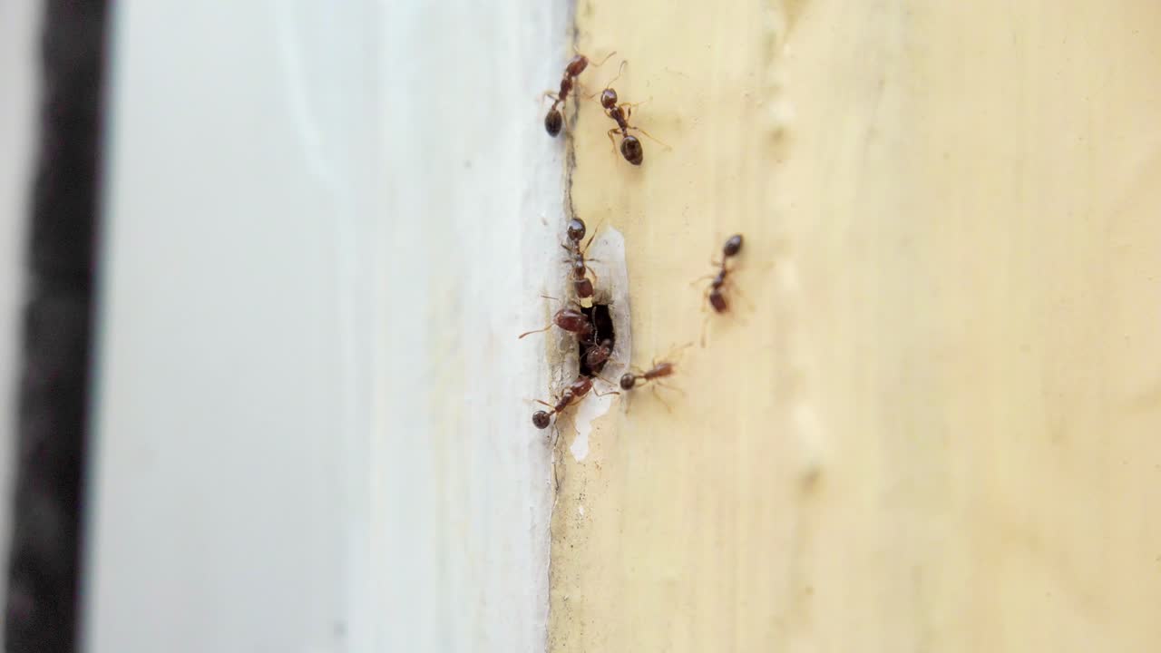 la lente macro captura a las hormigas entrando y saliendo de un agujero en el centro de la imagen en una columna amarilla