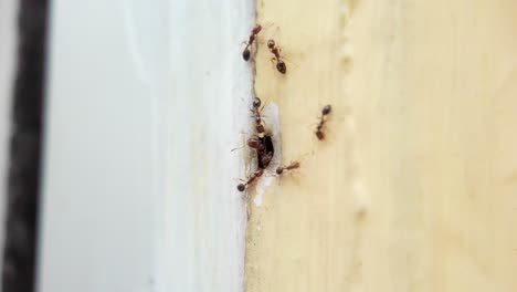 macro lens captures ants entering and exiting a hole in the center of the image on a yellow column