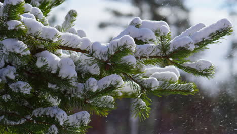 Snowy-branch-coniferous-tree-closeup.-Winter-scenery-with-snow-falling-on-spruce