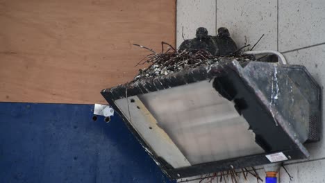 Two-baby-pigeons-staring-at-the-camera