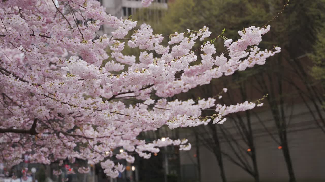 primer plano manual de delicadas flores rosas de sakura que florecieron por completo en primavera, vancouver, british columbia, canadá