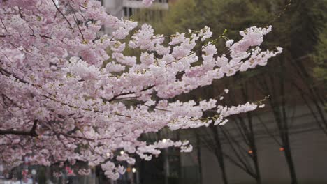 Handheld-close-up-of-delicate-pink-sakura-flowers-fully-bloomed-in-springtime,-Vancouver,-British-Columbia,-Canada