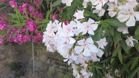 nerium oleander flowers touched by a caucasian woman