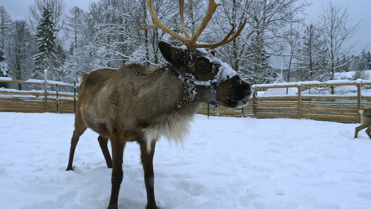 renos nevados dentro de una cerca, en un día nublado de invierno - rangifer tarandus - toma manual en cámara lenta