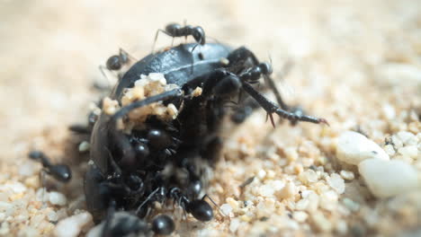 Hormigas-Comiendo-Un-Escarabajo